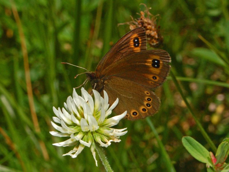 Satirini - Identificazione: Erebia medusa